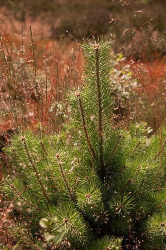 Dennenboompje Rode Heide Loonse en Drunense Duinen van Deborah de Meijer