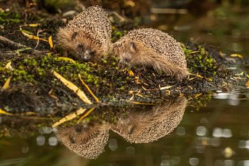 Hedgehogs in the mirror by Arie Jan van Termeij
