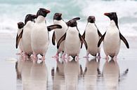 Rockhopper Penguin (Eudyptes chrysocome) group at the coast, Falkland Islands by Nature in Stock thumbnail