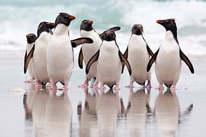 Südlicher Felsenpinguin (Eudyptes chrysocome) Gruppe am Strand, Falklandinseln