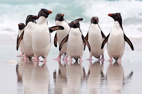 Südlicher Felsenpinguin (Eudyptes chrysocome) Gruppe am Strand, Falklandinseln von Nature in Stock