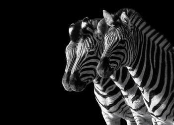 Zebras