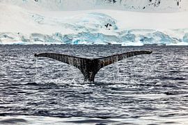 Buckelwale in der Antarktis von Roland Brack