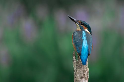 IJsvogel aan de rand van het water