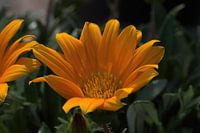 Wunderschön auffällig!