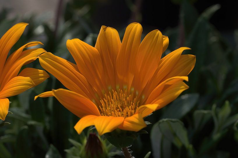 Beautifully striking! by Albert Rap