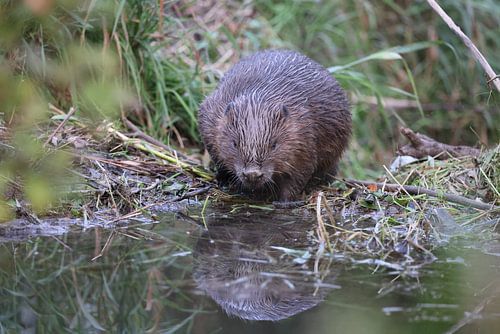Europese bever Zwabische Alb Baden-Württemberg Duitsland