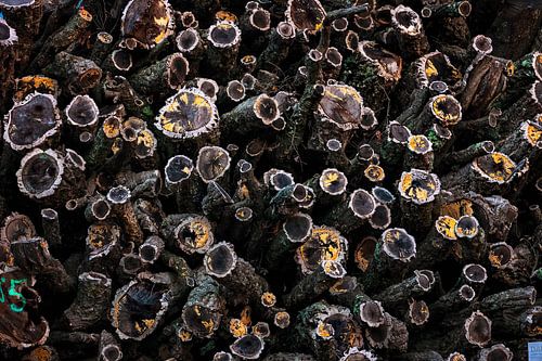 Stack of tree trunks