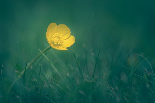 Gele moerasgoudsbloem op de weide