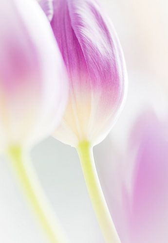 Tulp in high key