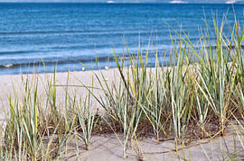 White dunes and beach grass on the island of Rügen  by Silva Wischeropp