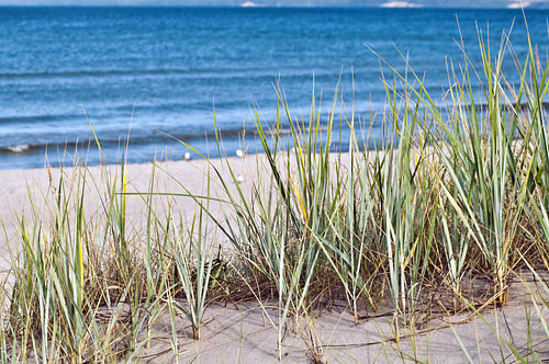 Weiße Düne und Strandhafer auf der Insel Rügen 