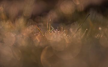 bokeh in the grass by Tania Perneel