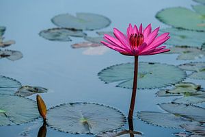 Fleur de lotus rose dans un étang