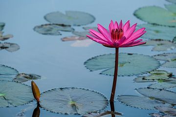 Pink lotus flower in pond by Jan Bouma