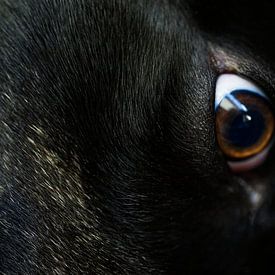 Lab Dog Eye by Iris Holzer Richardson