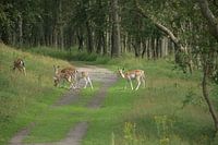 Wilde Tiere beim Überqueren