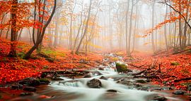 Herfstbos met zonnestralen