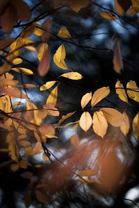 Again autumn leaves van Bob Daalder