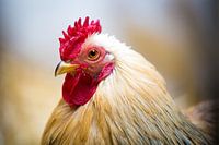 Proud rooster