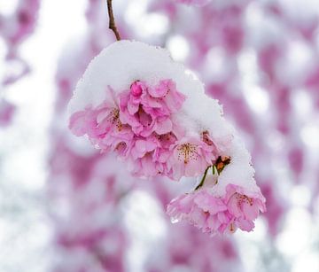 Snow covered pink cherry blossoms by ManfredFotos