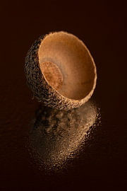 Still life of warm autumn colours – Shades of brown on an acorn cap by Marjolijn van den Berg