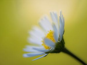 Gänseblümchen im Sonnenlicht
