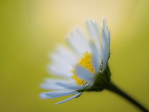Madeliefje in het zonlicht