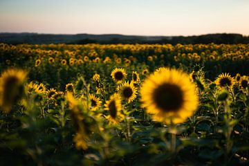 Sonnenblumen in Frankreich