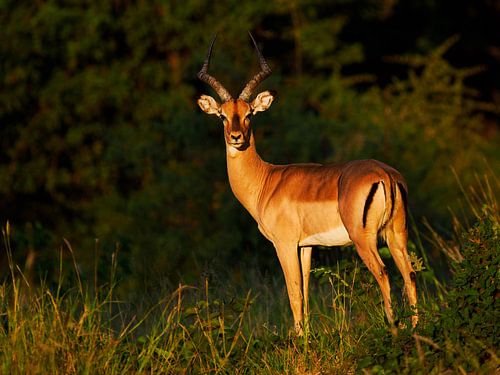 Impala in ochtendlicht van FotovandeGraaff Wildlife fotografie Afrika