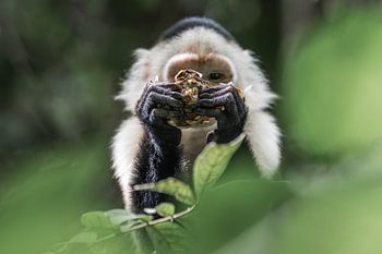 Das sieht lecker aus - Kapuzineräffchen - Moment of Adventurous Discovery