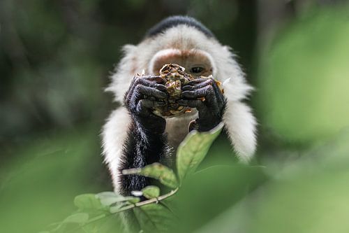 Dat ziet er smakelijk uit Capucijnaapje Moment van Avontuurlijke Ontdekking