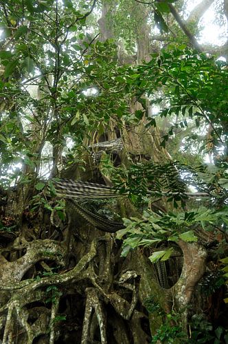 Arbre de Bali dans la brume