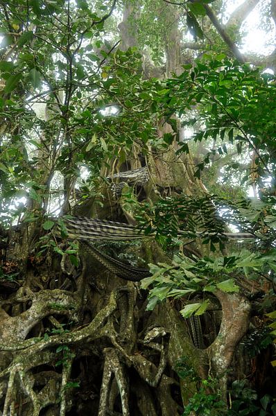 Bali tree in mist by Yume Fotografie