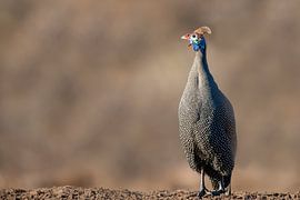 Still standing by Robert Peeters
