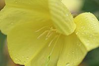 Gelbe Blume