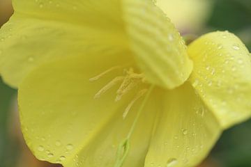 Gelbe Blume von Riegler klaus