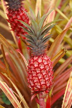 Roze ananas van G. van Dijk