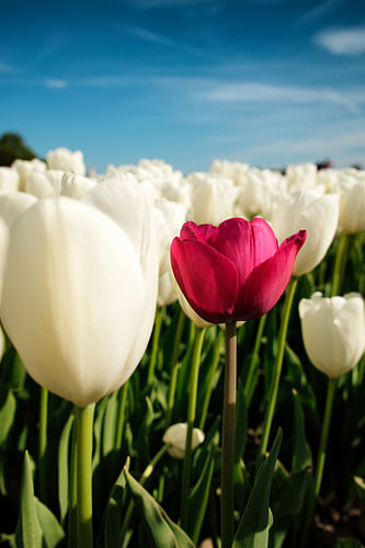 Tulipes