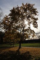 Baum im Herbst im Gegenlicht bei Bad Neustadt