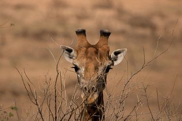 Giraffenkopf von merle van de laar