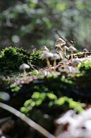 Paddestoelen
