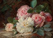 White and Pink Roses by Antonije Lazovic thumbnail