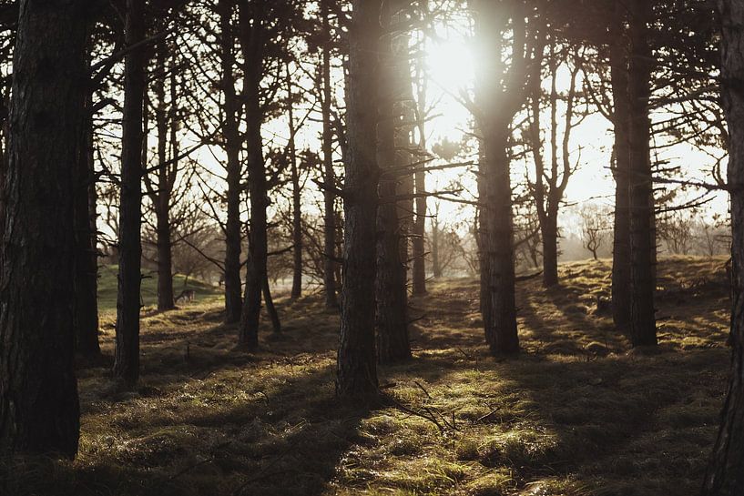 Rayons de soleil dans la forêt dans le Amsterdamse Waterleidingduinen | Hollande tirage photo d'art  par Sanne Dost