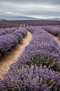 Lavendel landschap van Anne Loman thumbnail