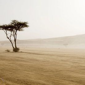 woestijn von Renée Teunis