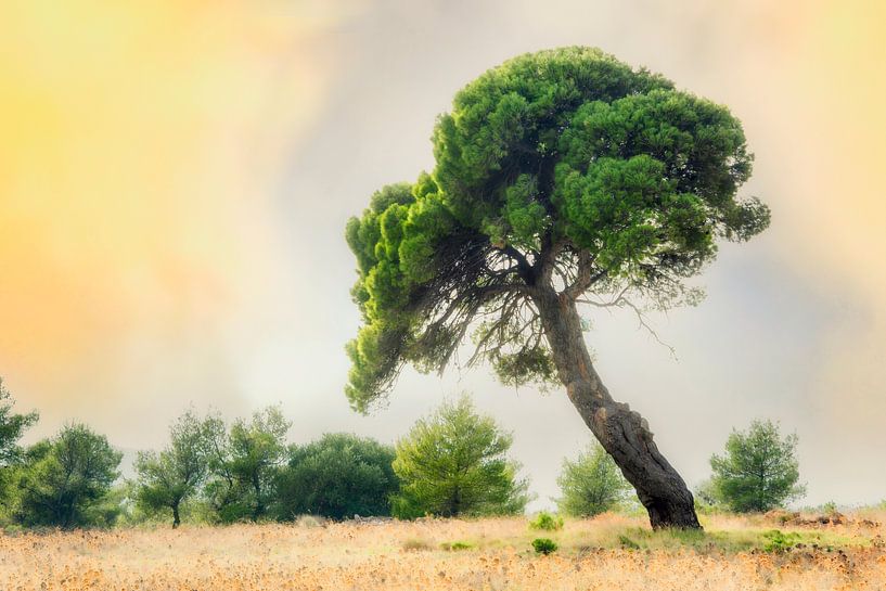 L'arbre par Harry Cathunter