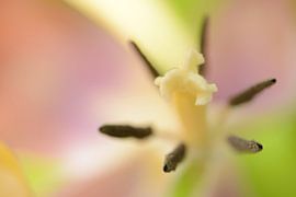 Tief im Inneren von Gonnie van de Schans