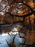 dunkler Herbst