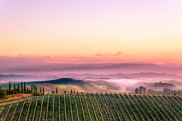 Vignoble dans le paysage toscan sur Tony Buijse